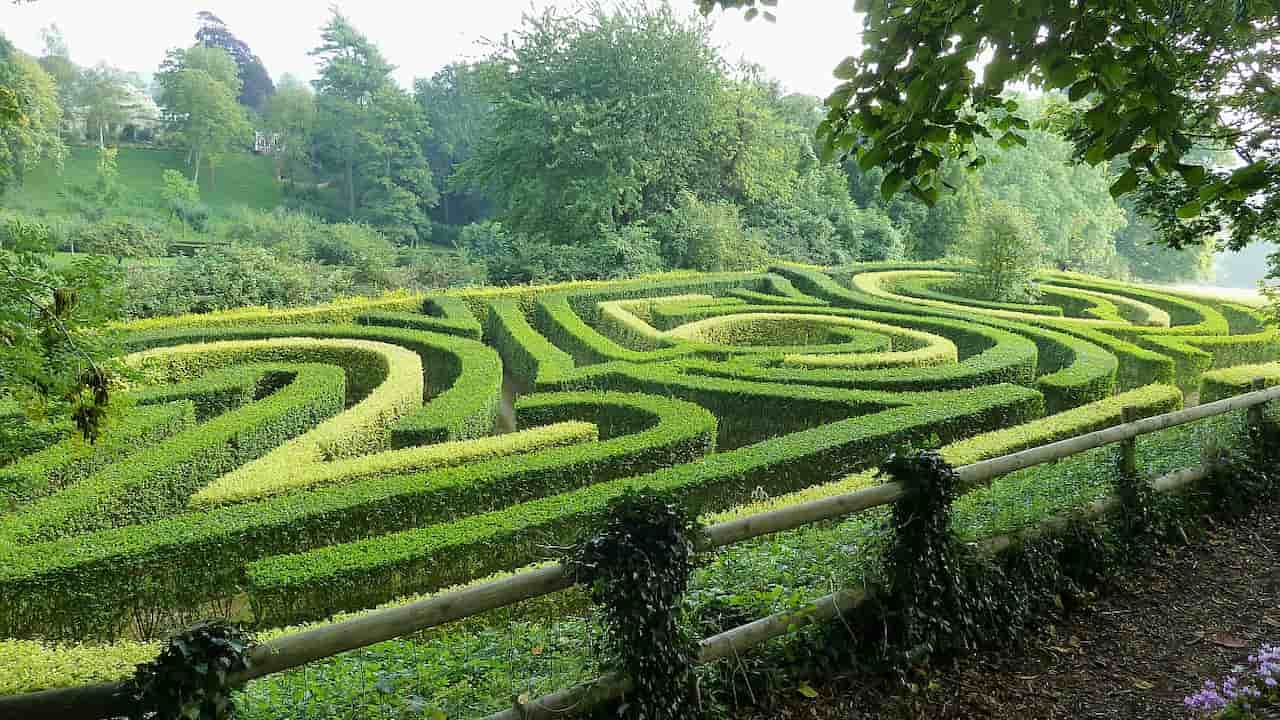 Hedge maze with tall, neatly trimmed green hedges forming winding paths and sharp turns