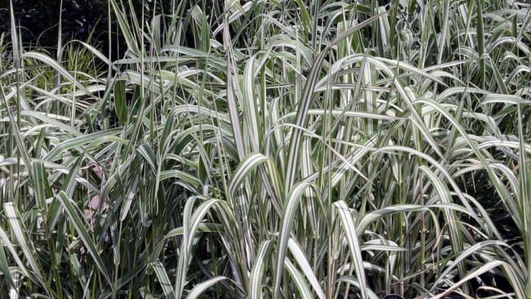 Dense clump of ribbon grass with long narrow leaves featuring green and white striped variegation in ornamental grass display