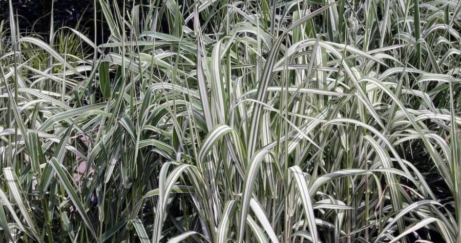 Dense clump of ribbon grass with long narrow leaves featuring green and white striped variegation in ornamental grass display