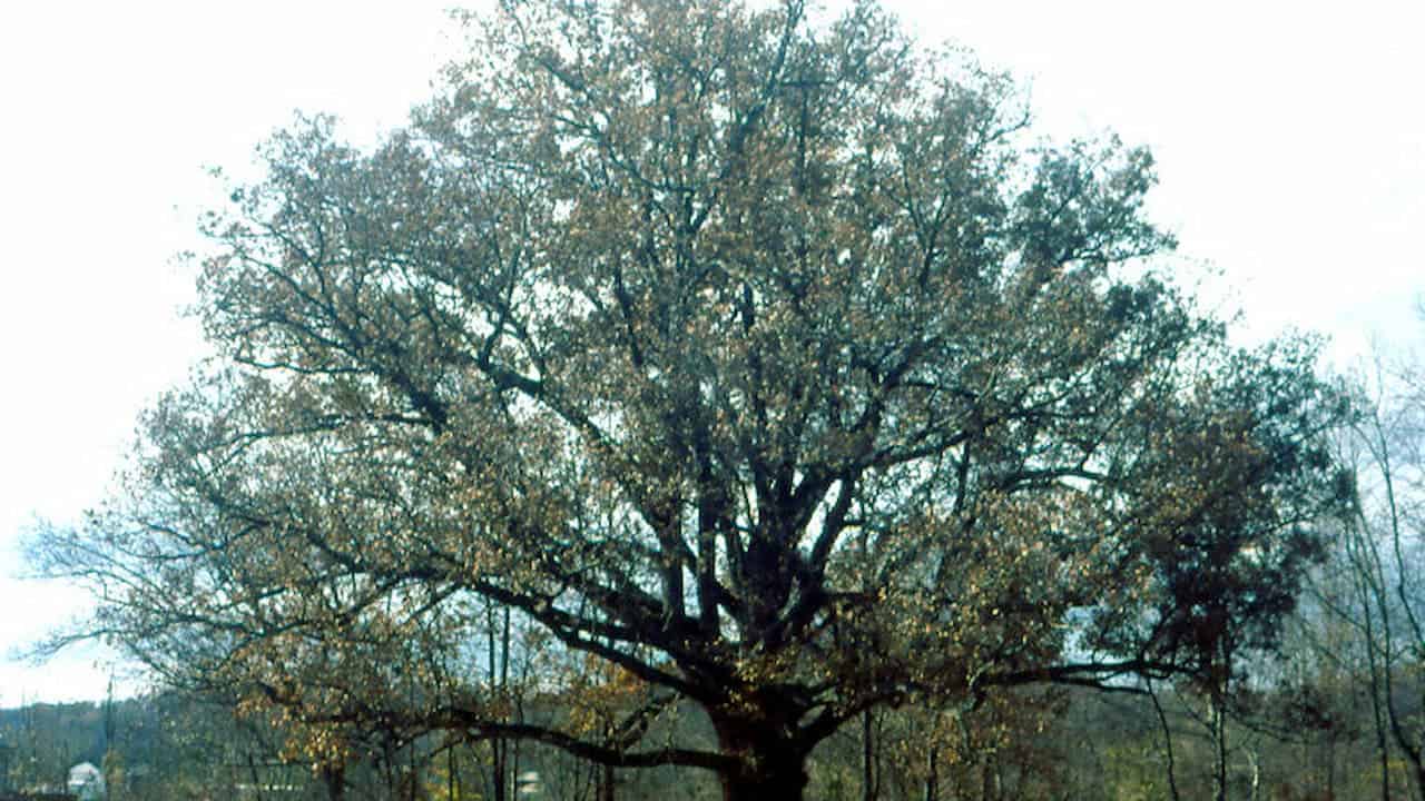 Large mature oak tree with spreading branches and sparse foliage in late autumn or winter landscape setting