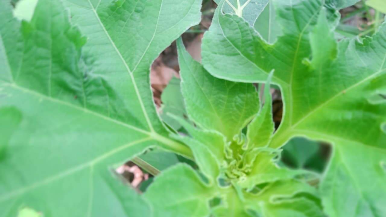 Close-up of a green ragweed plant with jagged, lobed leaves and visible veining, growing in natural outdoor soil with some dried leaves around