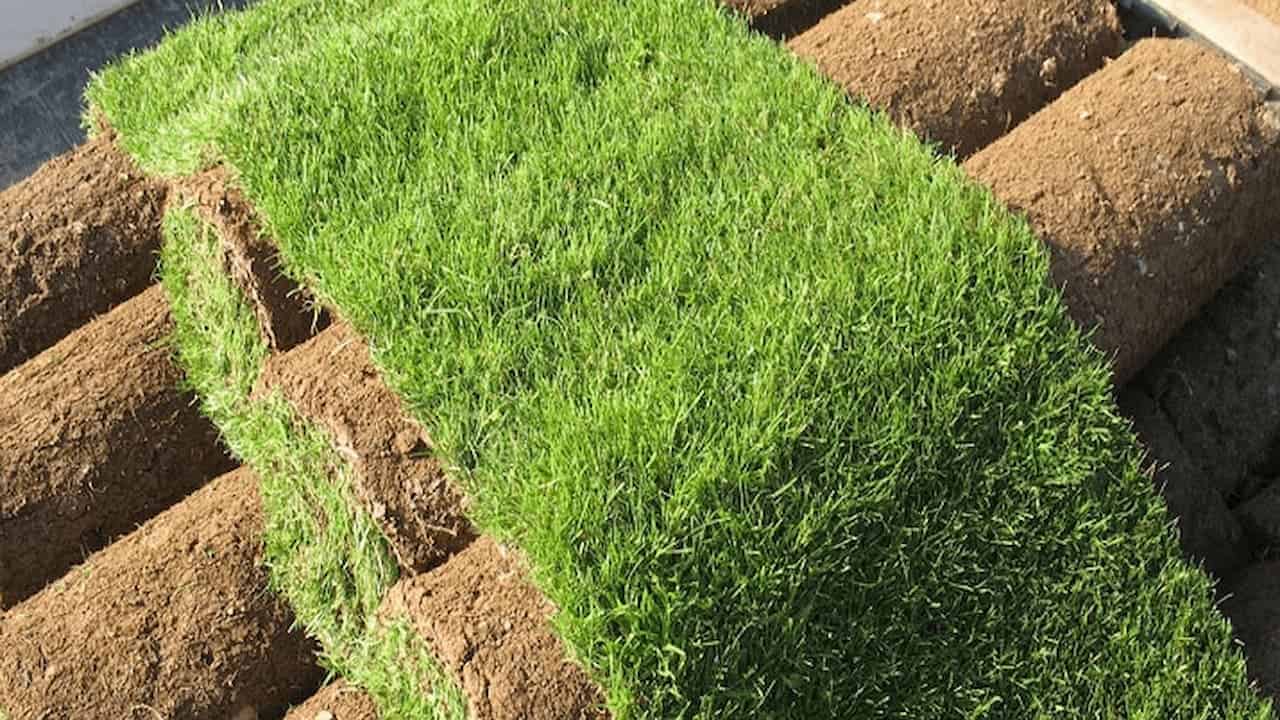 Rolls of green sod grass laid on brown soil in preparation for lawn installation or landscaping project