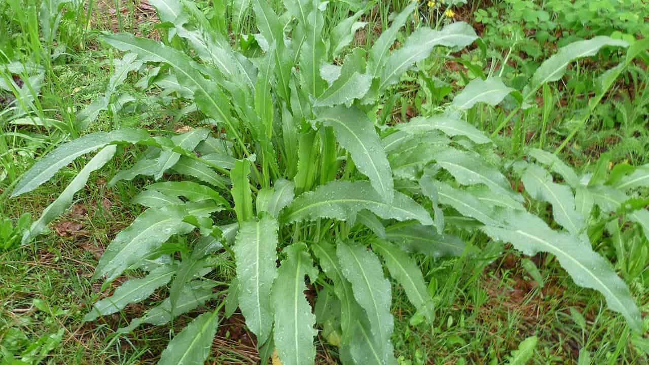 Curly dock plants with large green serrated leaves growing in natural grassland setting with mixed wild vegetation