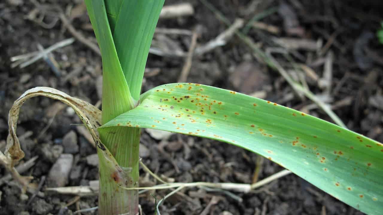 Garlic leaf with rust-colored spots caused by fungal infection