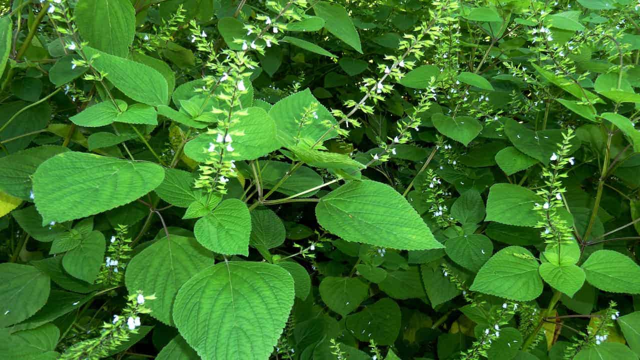 Annual herb with heart-shaped serrated leaves, tall green stems bearing small white flowers, dense foliage, wild growth pattern