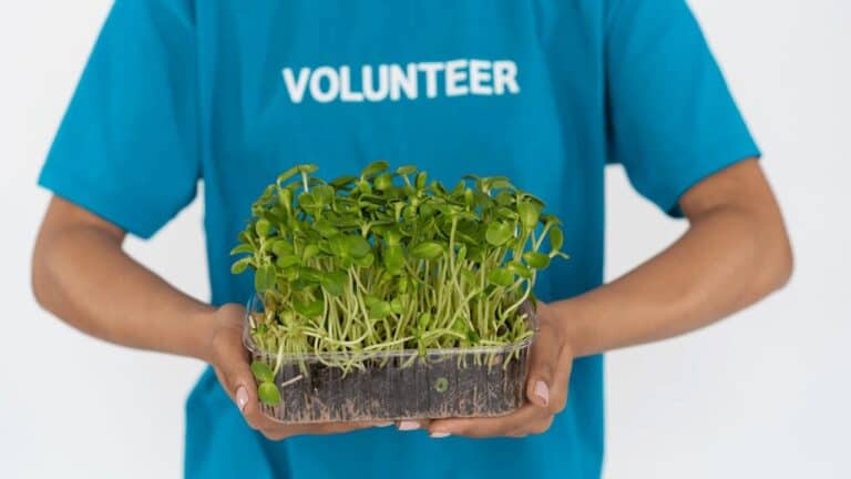 Person in blue volunteer t-shirt holding clear plastic container of green microgreens or seedlings with visible roots and soil