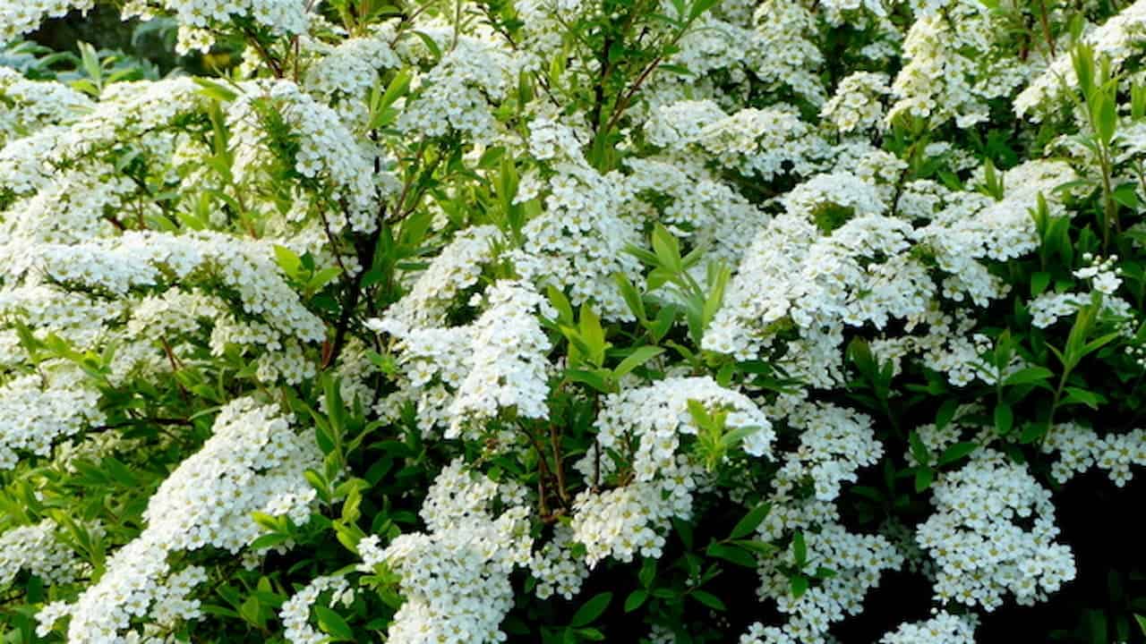 Spirea shrub in full bloom with dense clusters of small white flowers covering green foliage in natural garden setting