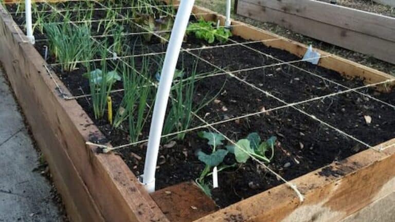 Raised garden bed with square foot gardening layout, green onions and broccoli growing, wooden borders surrounding soil, string grid over soil to divide sections, gardening markers visible