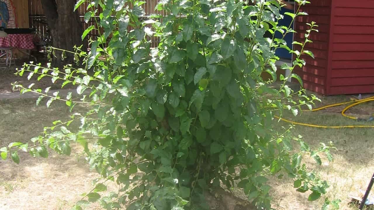 Large suckering shrub with multiple stems and dense green foliage growing in a backyard near wooden fence and buildings