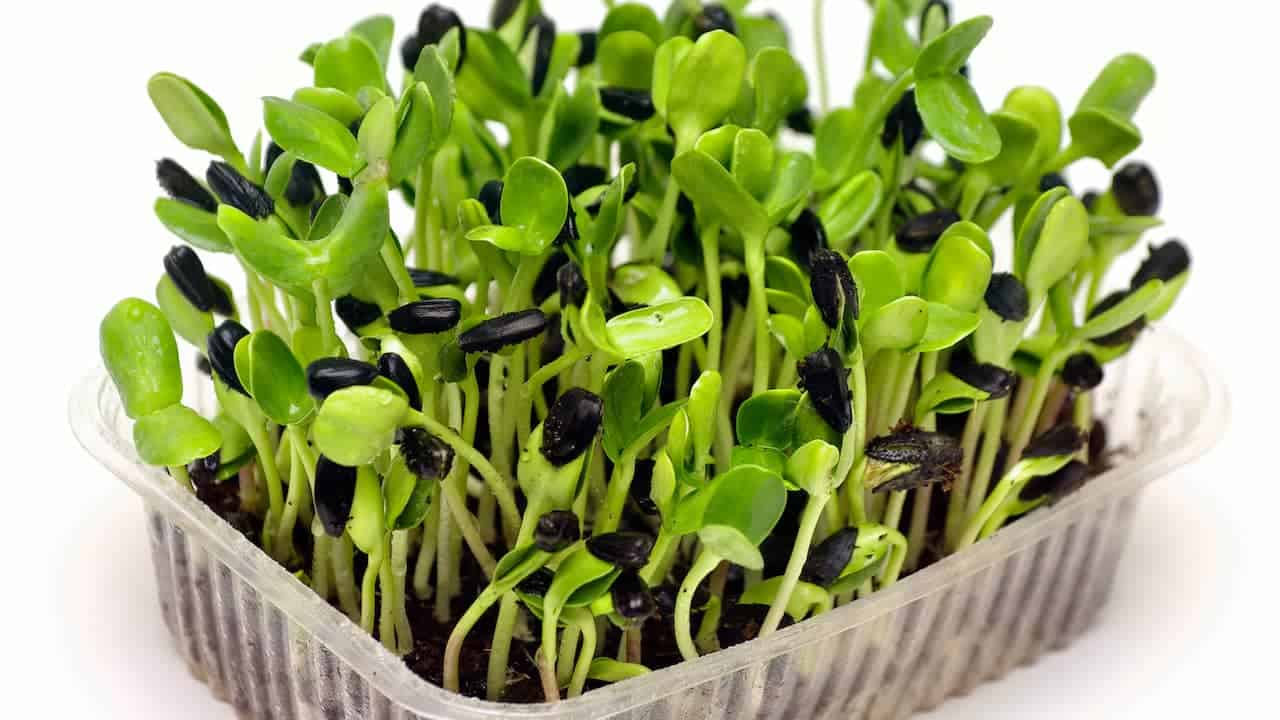 Sunflower microgreens in clear plastic container, young green shoots with black seed hulls attached, densely packed sprouts, white background, fresh and healthy appearance
