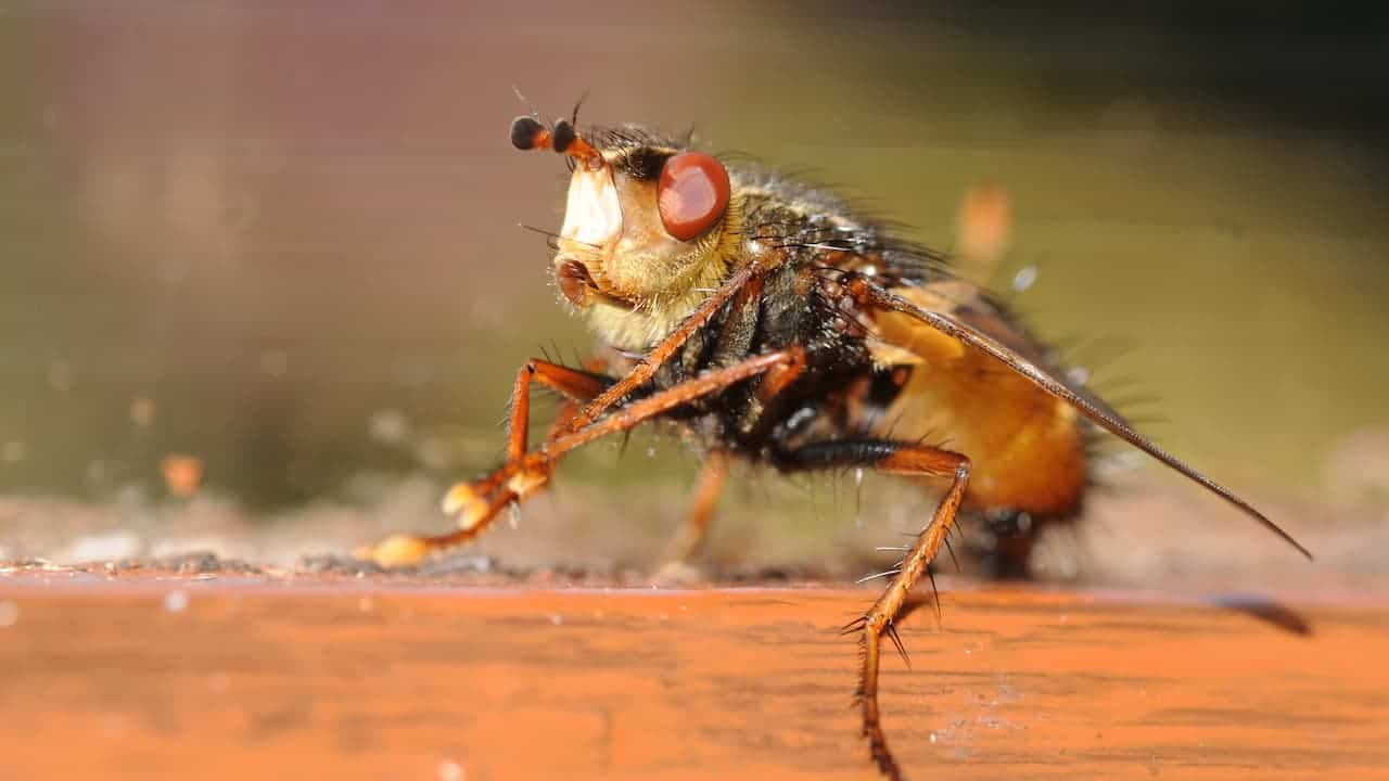 Close-up image of a Tachina fera fly with prominent red eyes and bristly body standing on a wooden surface