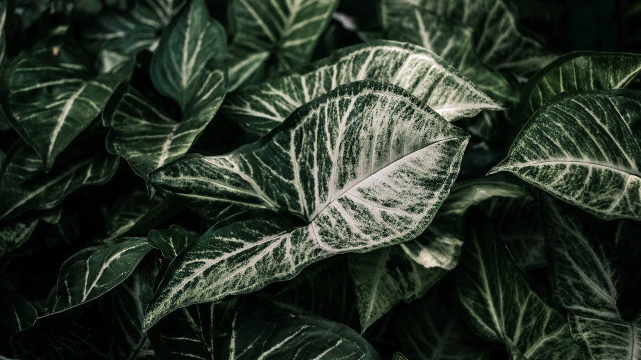 Close-up of variegated tropical plant leaves with green and white striped patterns, overlapping in dense foliage