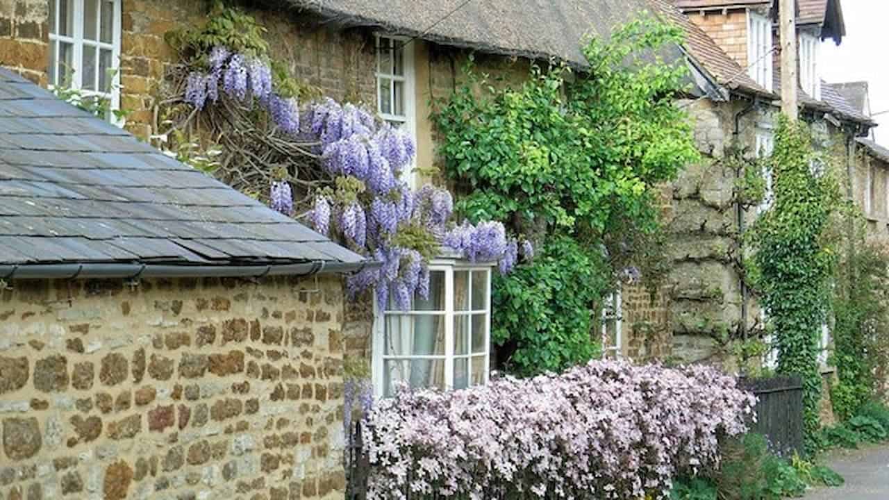 Traditional Cotswold stone cottages with purple wisteria cascading over walls, white-framed windows, slate roofs, and clematis flowering hedge below