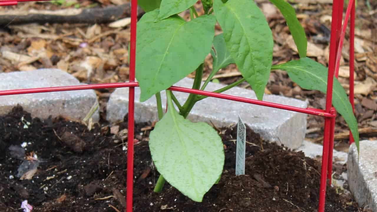 Young pepper plant growing in soil, supported by a red metal cage, surrounded by mulch and concrete bricks, plant marker in the ground