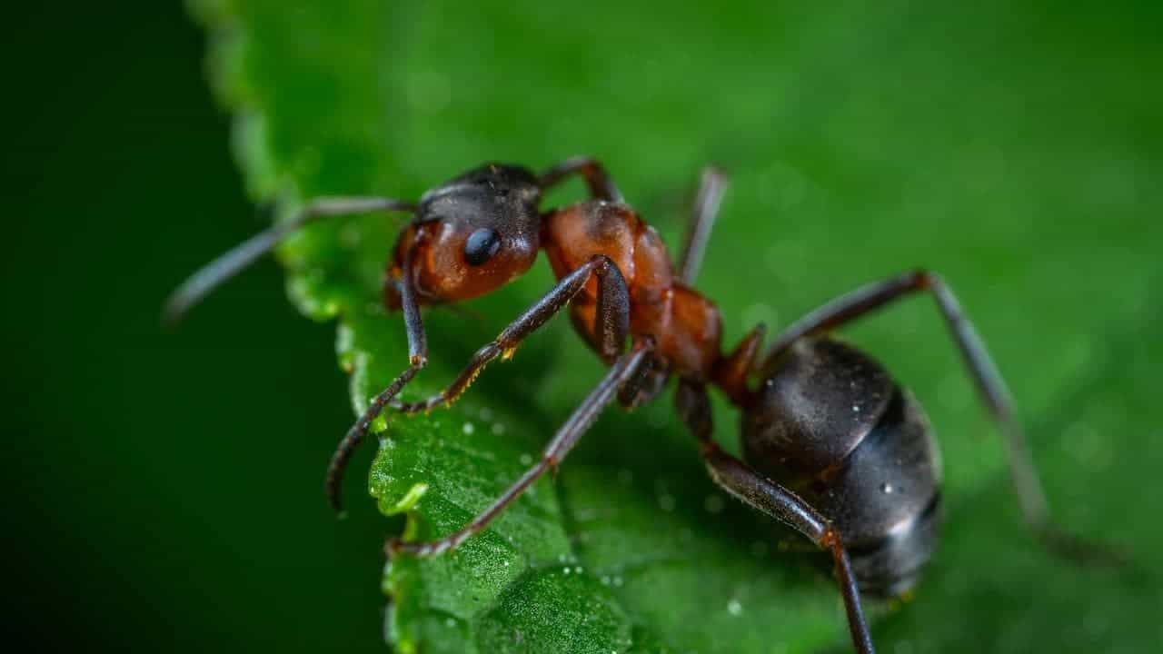 Close-up of an ant, in natural outdoor soil with some moist leaves around