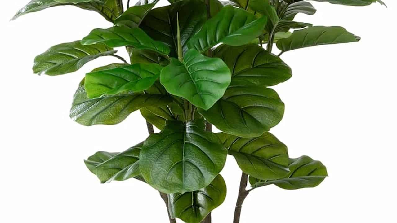 Close-up of fiddle leaf fig plant with large, glossy green leaves showing prominent viewing