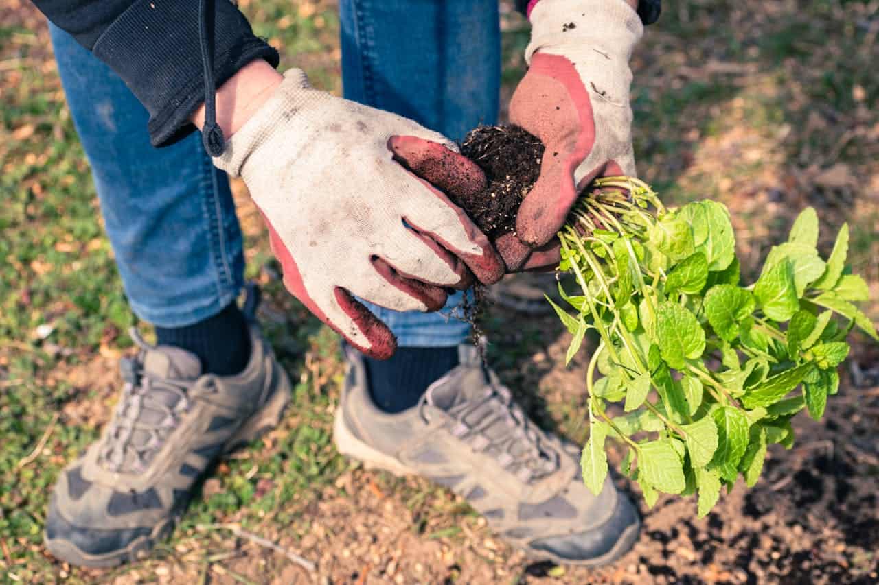 Gloved hands pulling young invasive sprouts from soil, early removal prevents spread, simple garden tools nearby, monthly checkup for effective, chemical-free weed control