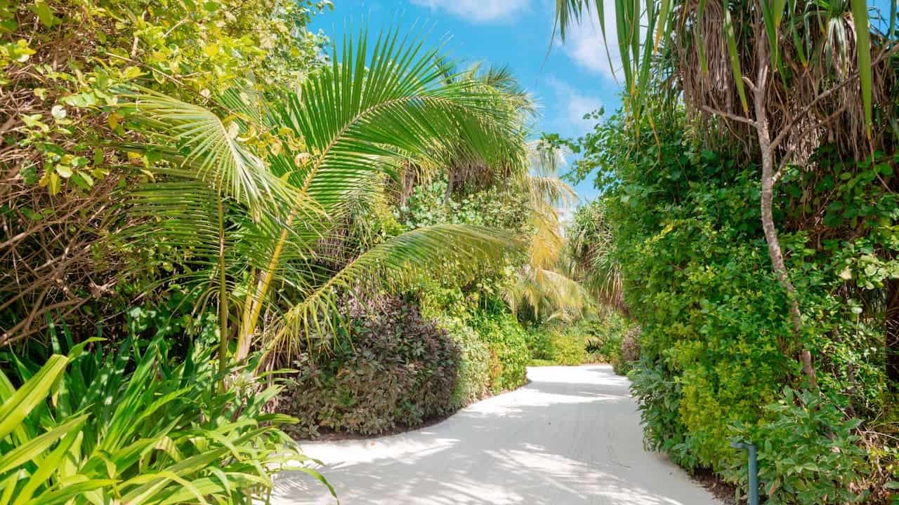 Curved concrete pathway winding through lush tropical landscaping with palm trees, dense vegetation, and blue sky overhead