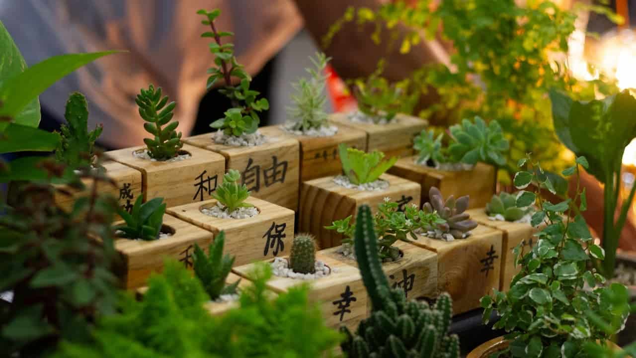Small wooden wine boxes with Chinese characters used as miniature succulent planters, filled with various cacti and small green plant