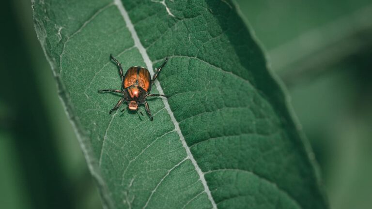 Metallic reddish beetle with black legs on a textured green leaf