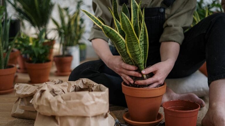 Person kneeling while repotting snake plant with yellow-edged leaves into terracotta pot, surrounded by other houseplants indoors