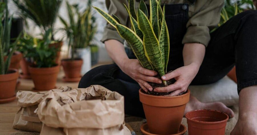 Person kneeling while repotting snake plant with yellow-edged leaves into terracotta pot, surrounded by other houseplants indoors