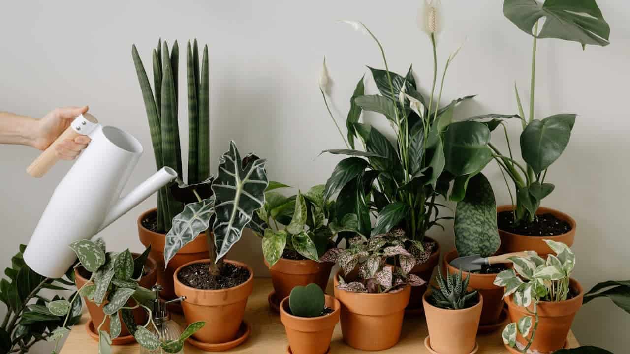 Hand holding white watering can over collection of various houseplants in terracotta pots arranged on wooden surface