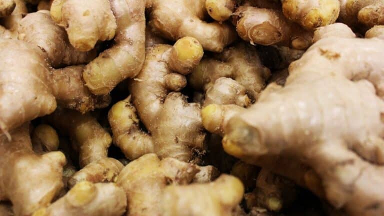 Fresh ginger rhizomes with knobby, irregular shapes and tan-colored skin with visible nodes and growing points