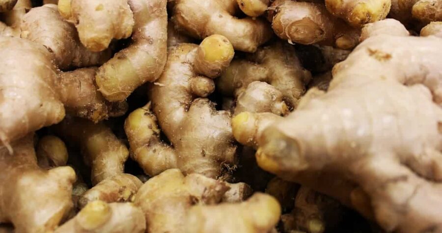 Fresh ginger rhizomes with knobby, irregular shapes and tan-colored skin with visible nodes and growing points