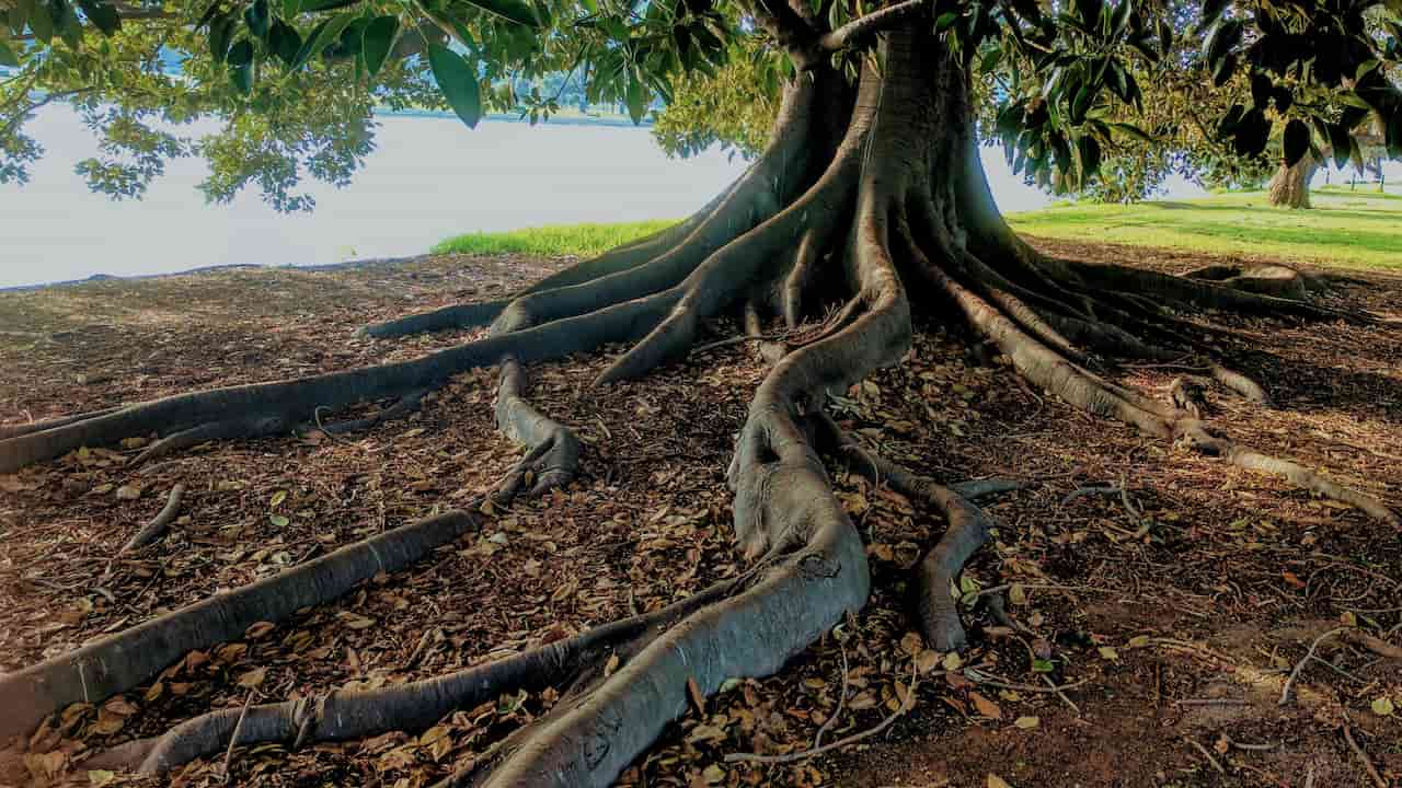 Exposed plant or tree roots spreading outward across soil, creating a network above ground