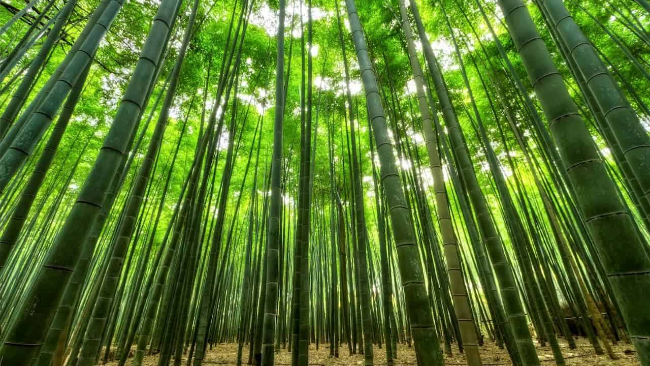 Dense bamboo forest with tall green segmented stalks reaching upward, filtered sunlight creating bright green canopy overhead