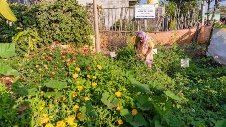 Woman in colorful sari harvesting vegetables in community garden with yellow flowers, tomatoes, and green leafy crops