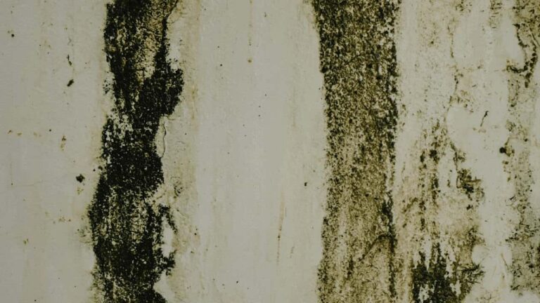 mold and mildew stains on a white wall surface