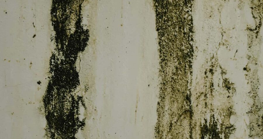 mold and mildew stains on a white wall surface