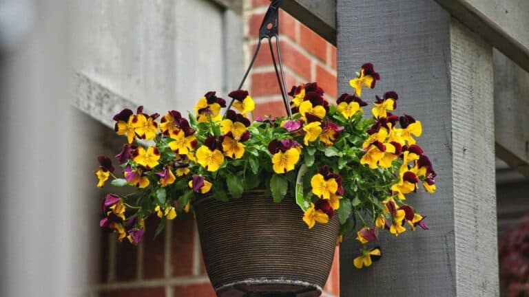 Dark wicker hanging basket filled with colorful yellow and purple pansies suspended from wooden post near brick building