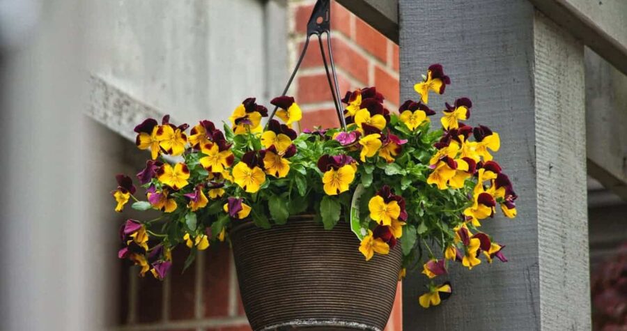 Dark wicker hanging basket filled with colorful yellow and purple pansies suspended from wooden post near brick building