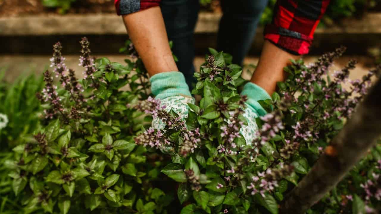 Gardener wearing green patterned gloves tending to flowering basil plants with purple blooms in outdoor herb garden bed