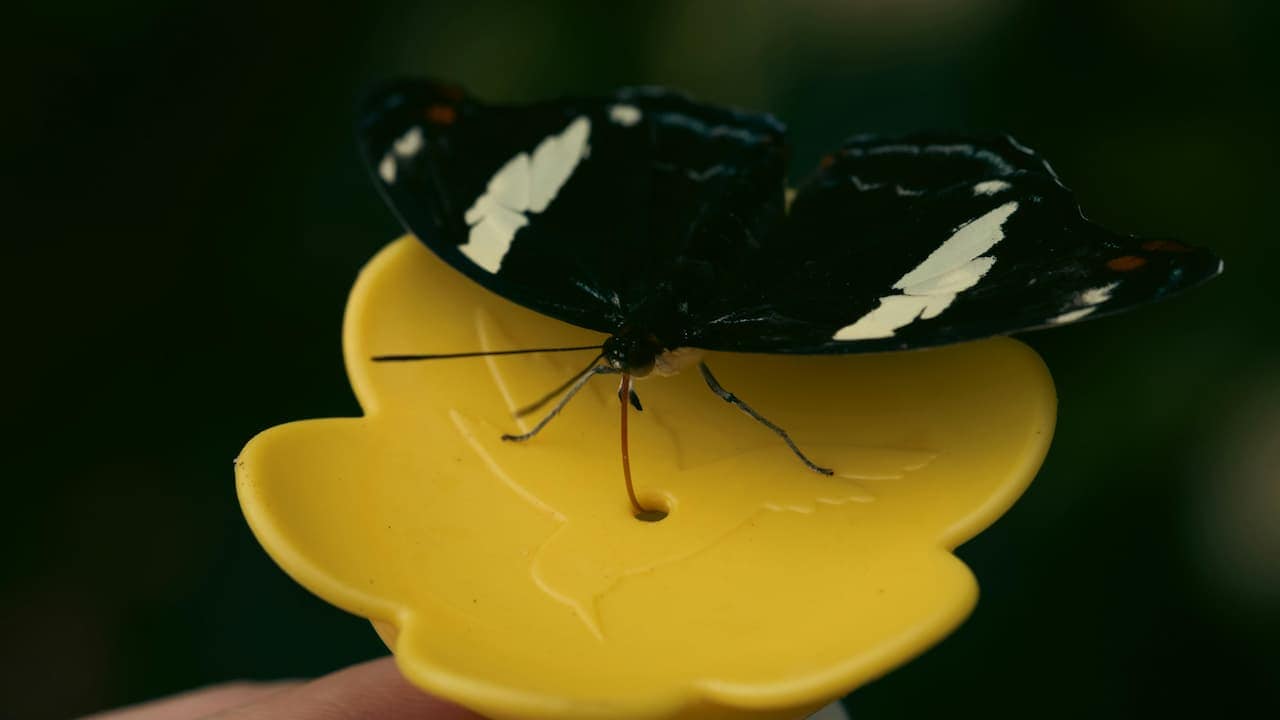 Black butterfly with white wing markings, perched on a yellow flower-shaped feeder, butterfly proboscis extended, close-up shot, soft natural lighting
