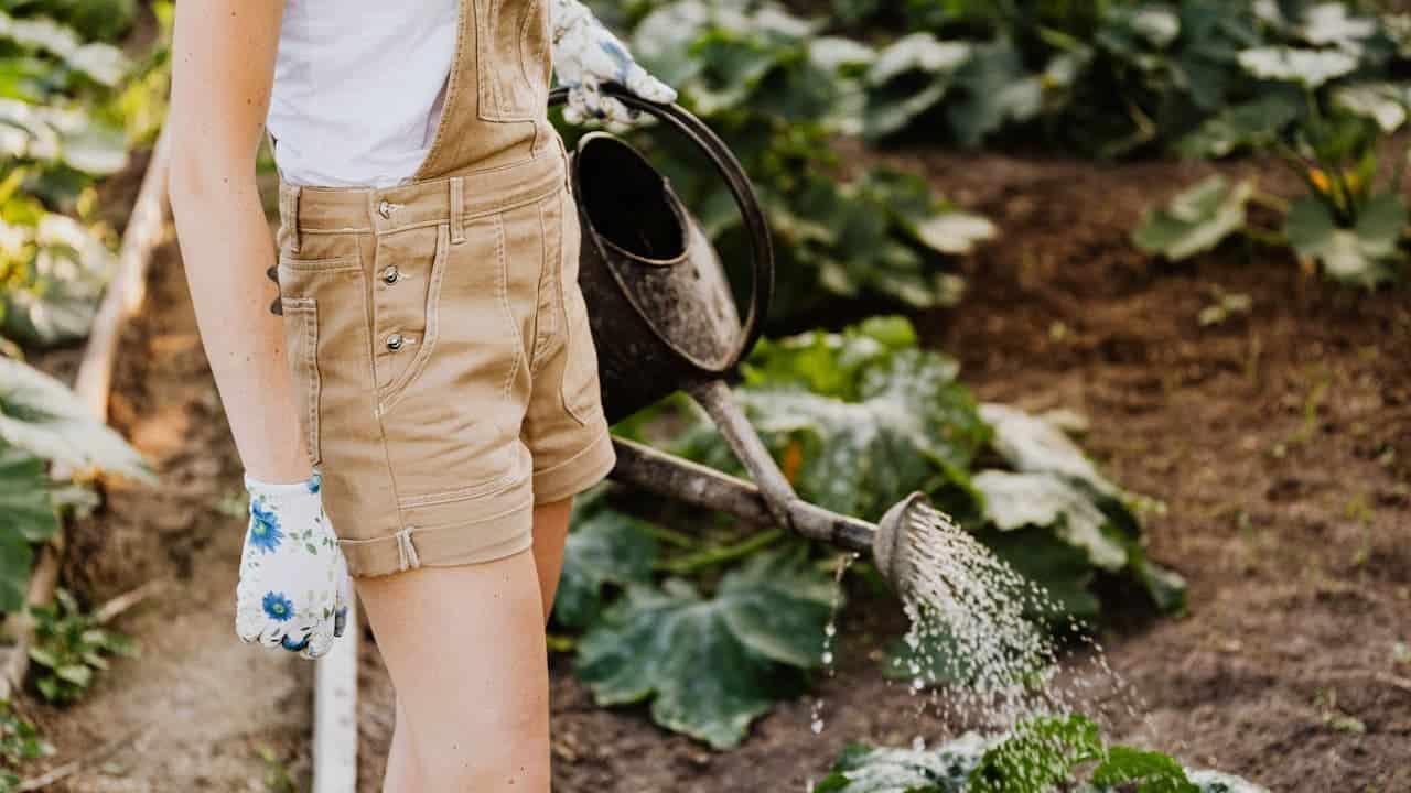 Person in tan overalls and floral gloves watering garden plants with black watering can in vegetable garden