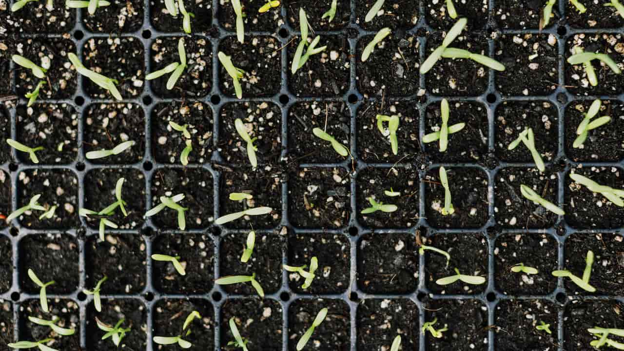 Seed starting cups filled with soil, arranged in rows, some showing emerging seedlings
