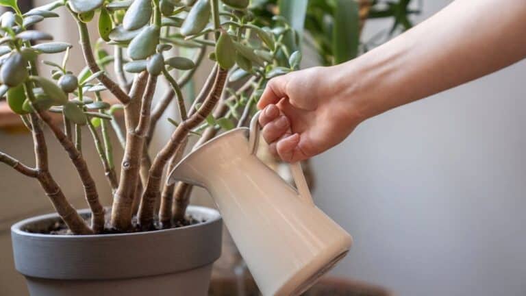 Hand holding beige watering can watering jade plant with thick green succulent leaves and brown woody stems