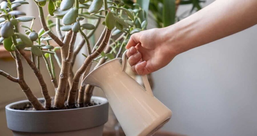 Hand holding beige watering can watering jade plant with thick green succulent leaves and brown woody stems