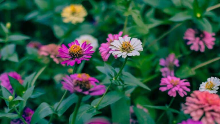 Colorful late-flowering zinnias in pink, white, and coral blooms with yellow centers among green foliage in garden setting