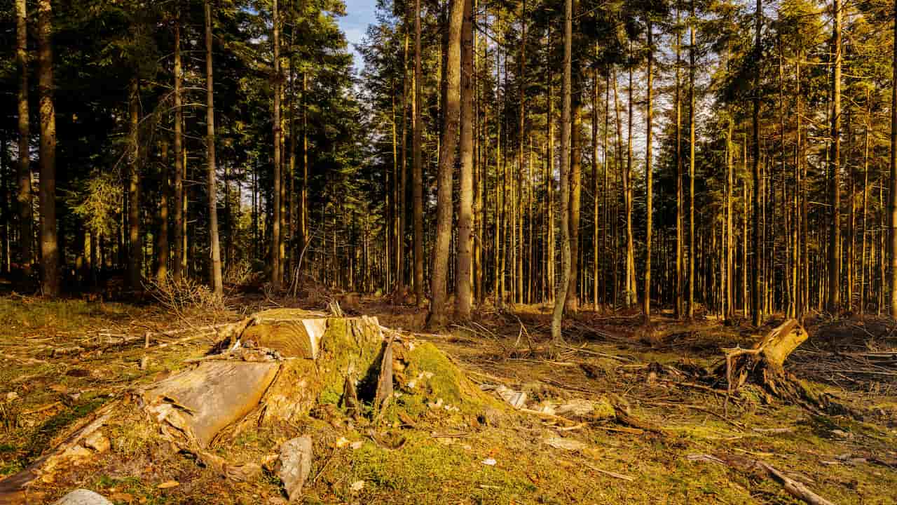 Tree stumps scattered across a barren forest floor, with no standing trees, signs of recent deforestation