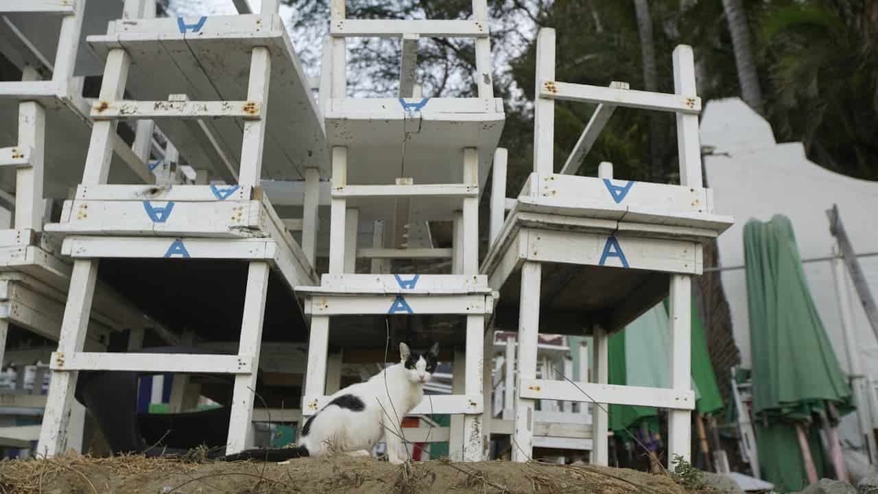 White wooden chairs stacked outdoors with a black and white cat sitting among them on dirt ground