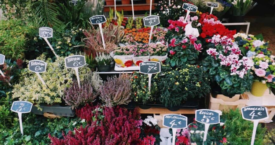 Flower market display with colorful potted plants, cyclamen, heather, and black chalkboard price signs in French or European language