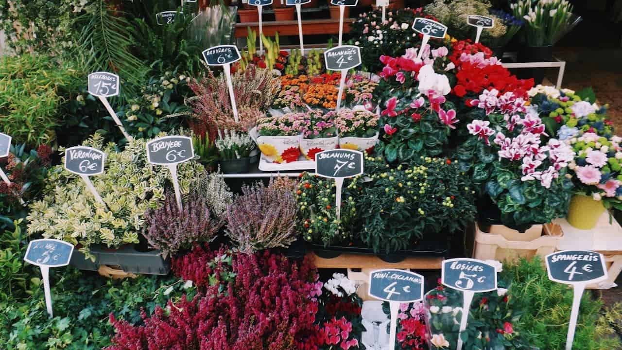Flower market display with colorful potted plants, cyclamen, heather, and black chalkboard price signs in French or European language