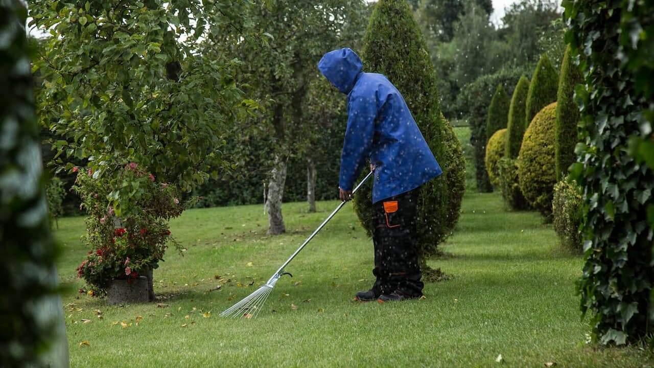 Person in blue rain jacket using long-handled rake to clean winter debris from around ornamental shrubs in garden