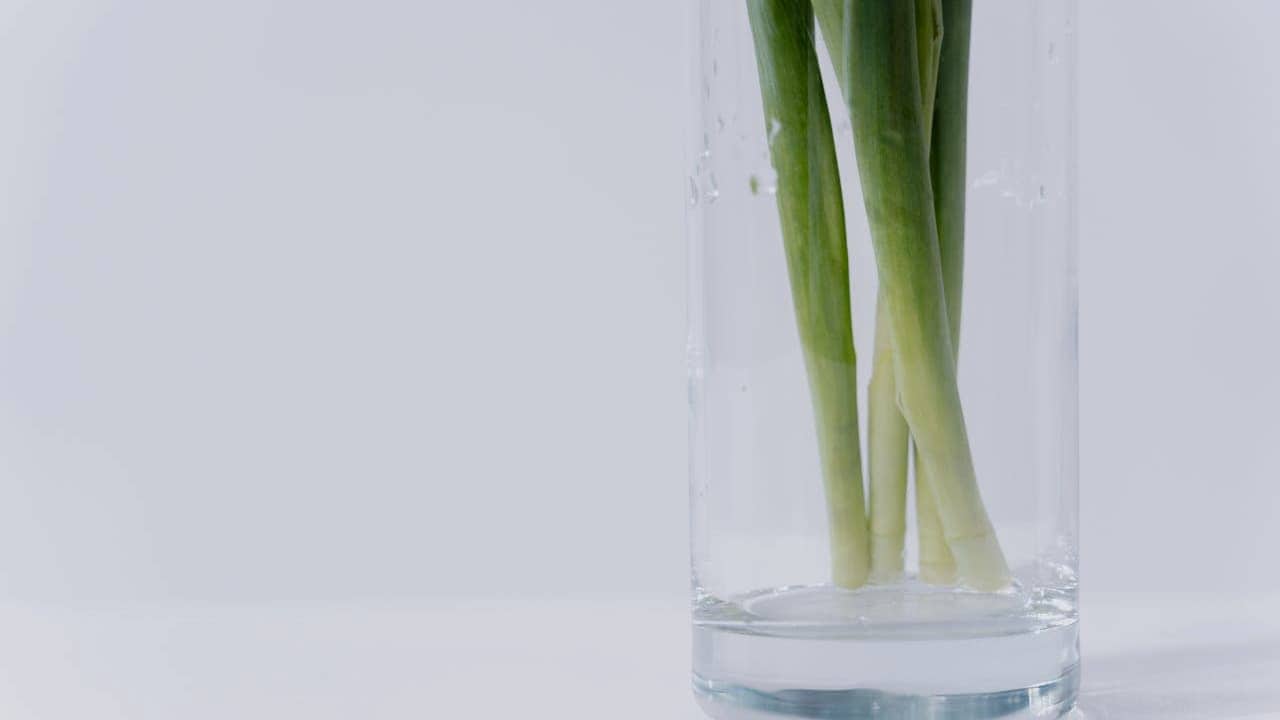 Green onion stalks in clear glass, submerged in water, white background, regrowing kitchen scraps, indoor propagation setup