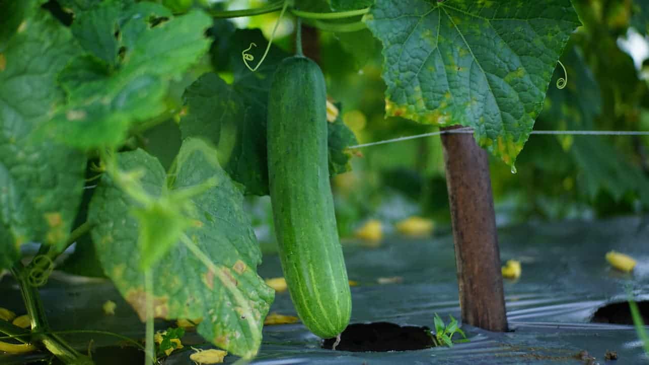 Cucumber vine with curling tendrils, broad green leaves, yellow flowers, and developing cucumbers